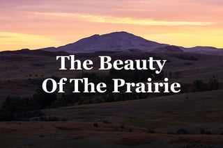 Artwork that captures the beauty of the prairie and wildlife that roams it