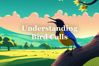 understanding bird calls to enhance your outdoor experience