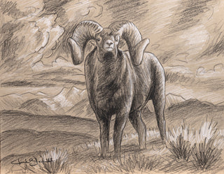 'Aura' - 11x14 Bighorn Sketch