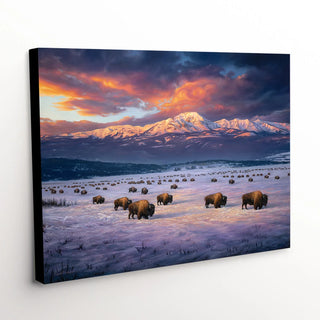 "Madison Migration" - American Bison Canvas Art Print