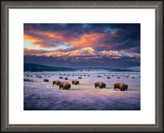 "Madison Migration" - American Bison Landscape Art Print