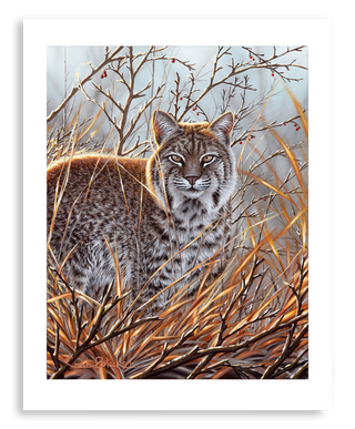 bobcat wildlife painting art print
