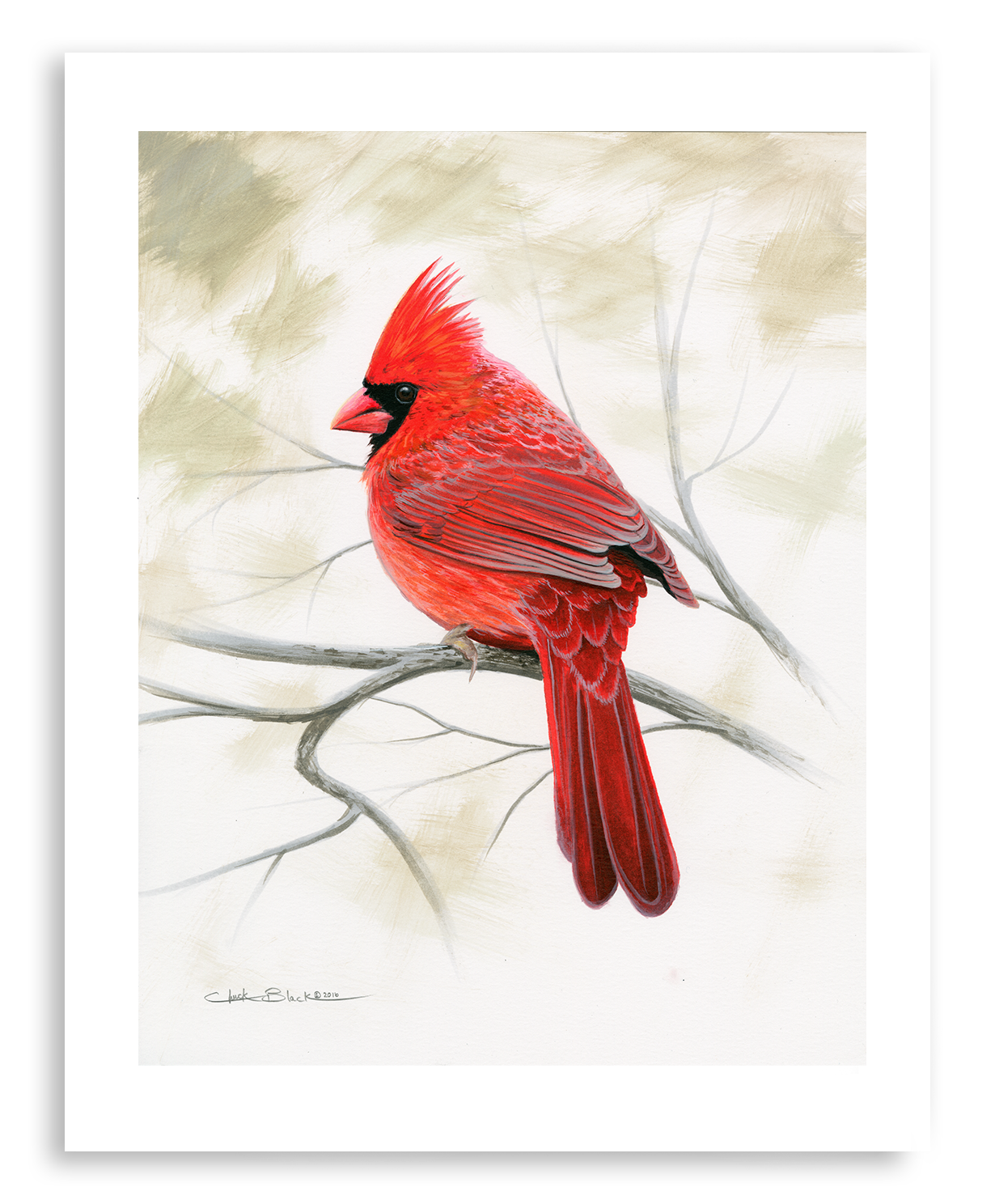 Cardinal Drawling Northern Cardinal Drawing