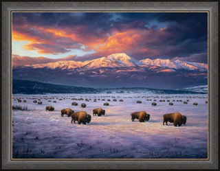 "Madison Migration" - American Bison Landscape Art Print