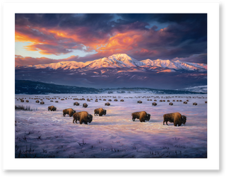 "Madison Migration" - American Bison Art Print