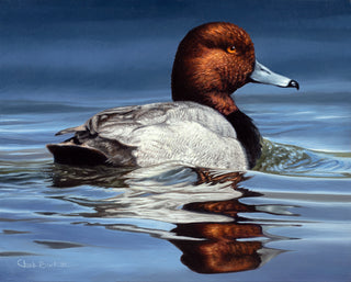 "Drifting Along" 8x10" Redhead Waterfowl Painting