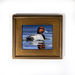 "Drifting Along" 8x10" Redhead Waterfowl Painting